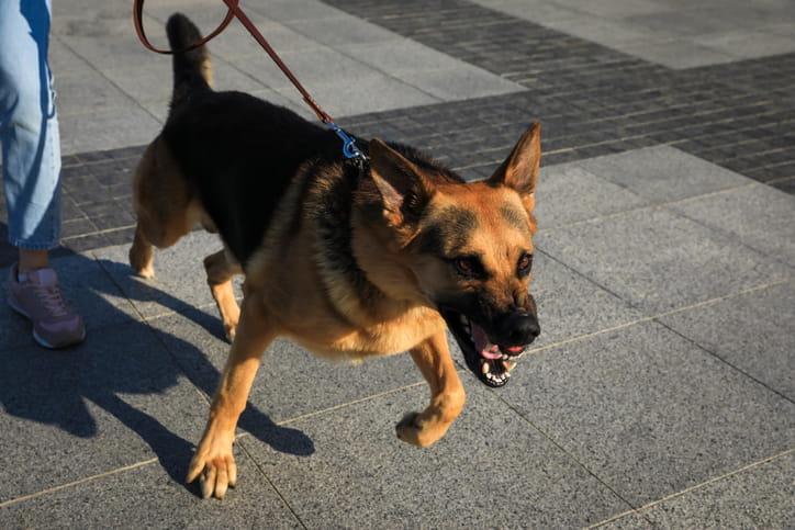 An Aggressive German Shepherd On A Leash Lunging Forward And Growling With Its Teeth Bared While Being Walked On A Paved Sidewalk.